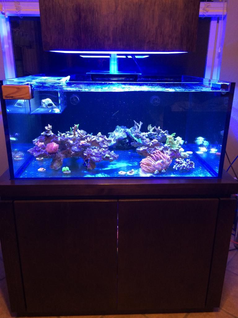 36" Wide Aquarium Metal Halide 2x 150w or 1x 250? Reef Central